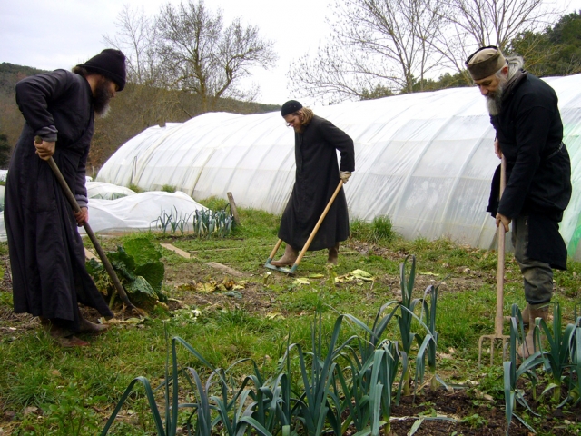 the vegetable garden