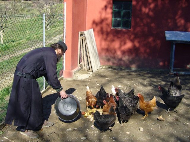 the chicken coop