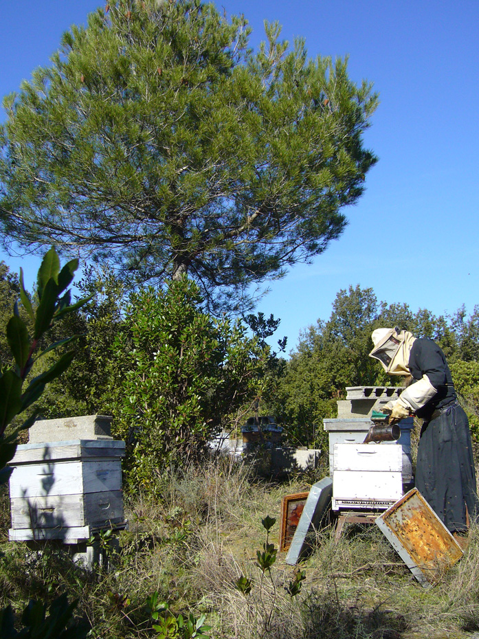 the apiary
